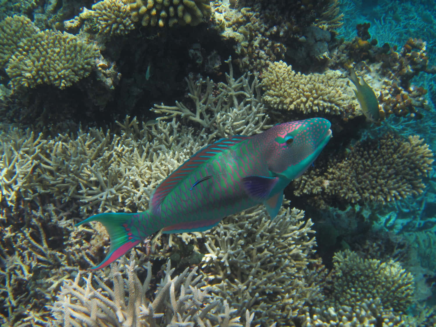 Vibrant Parrotfish Coral Reef Wallpaper