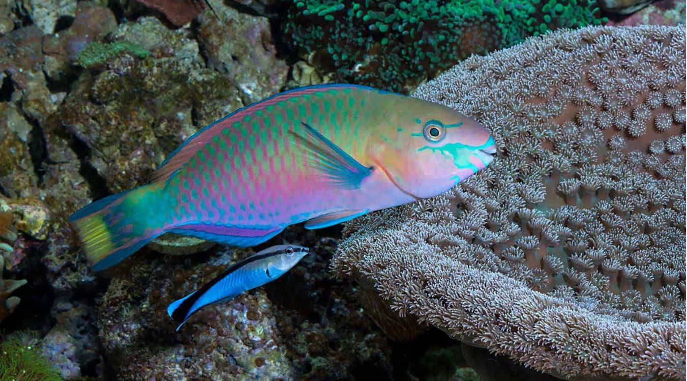 Vibrant Parrotfish In Its Natural Coral Habitat Wallpaper