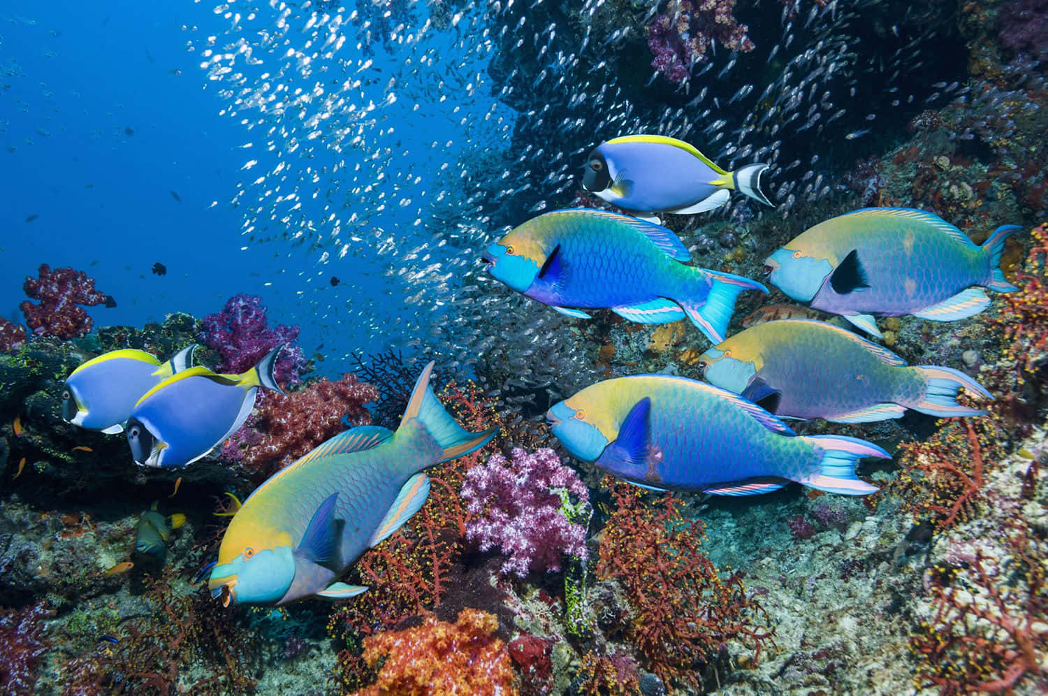 Vibrant_ Parrotfish_ School_ Underwater Wallpaper