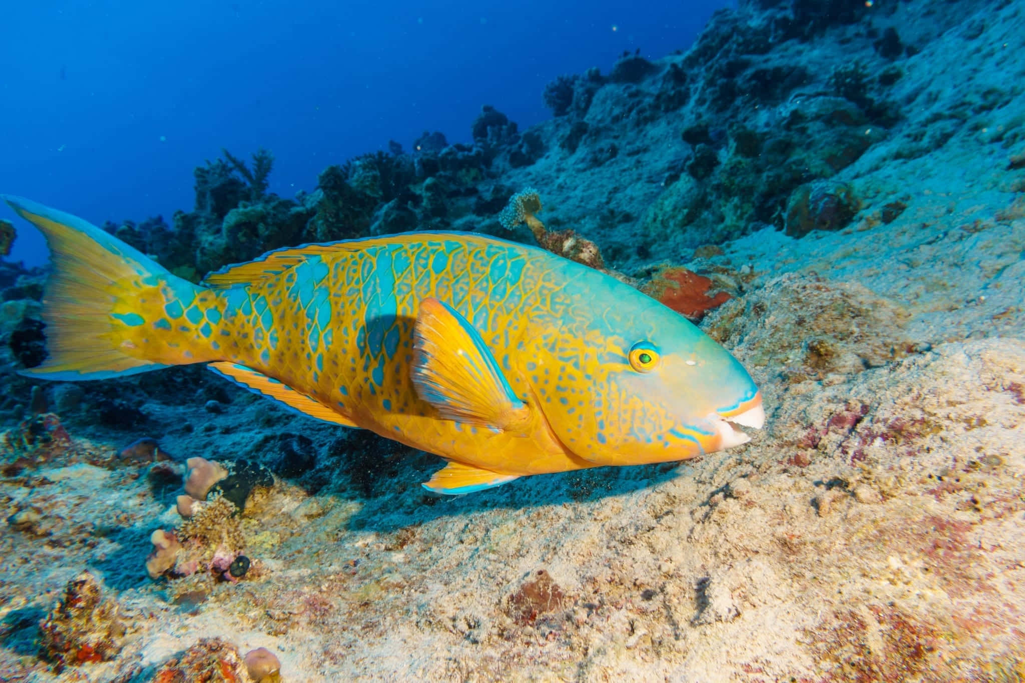 Vibrant Parrotfish Swimming In Tropical Water Wallpaper