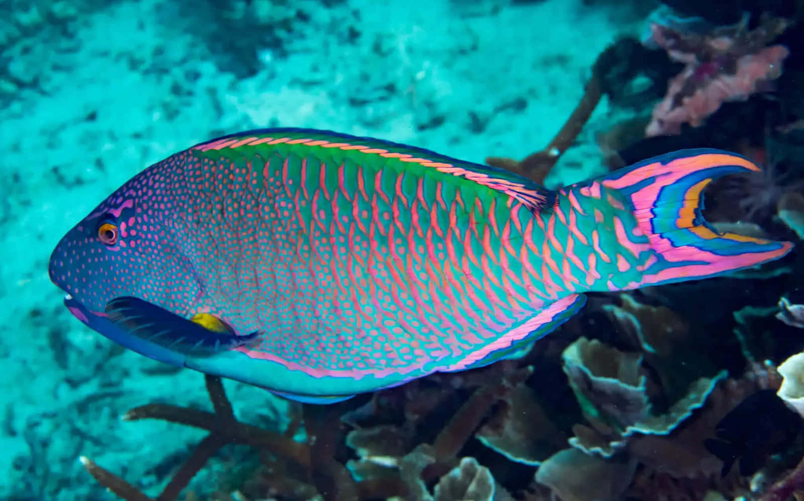 Vibrant Parrotfish Underwater Wallpaper
