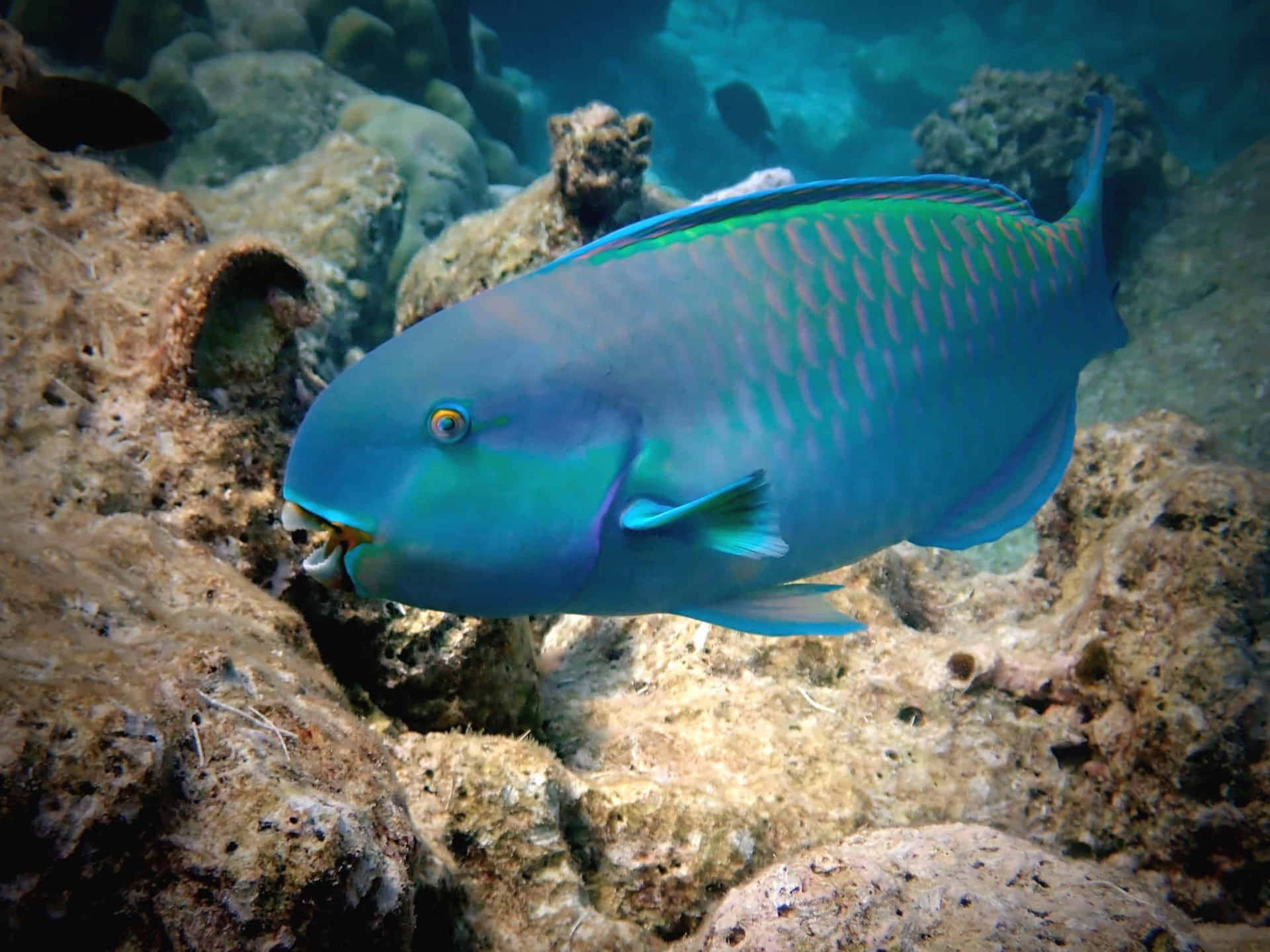 Vibrant Parrotfish Underwater Wallpaper