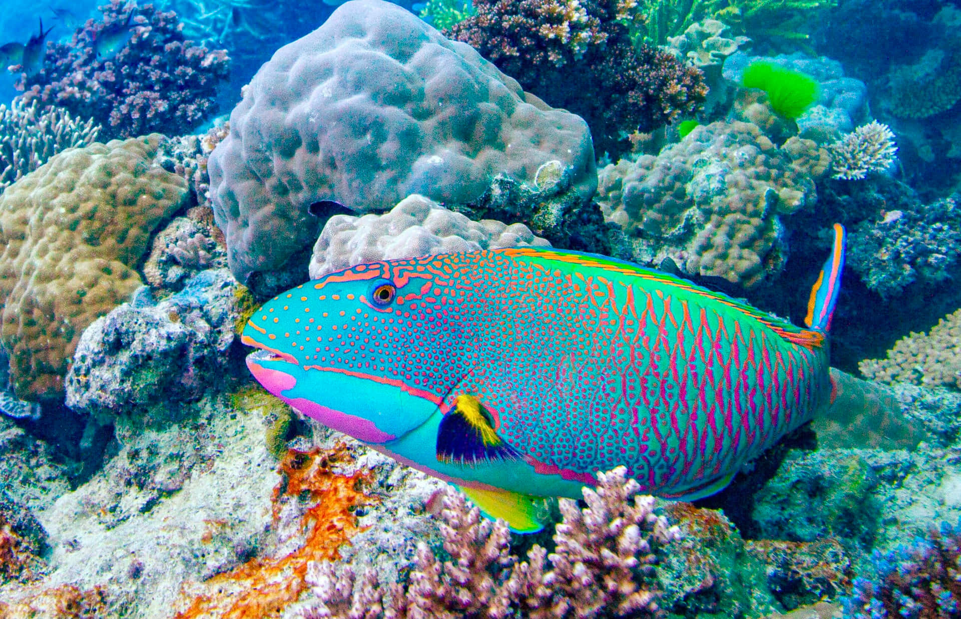 Vibrant Parrotfishin Coral Reef Wallpaper