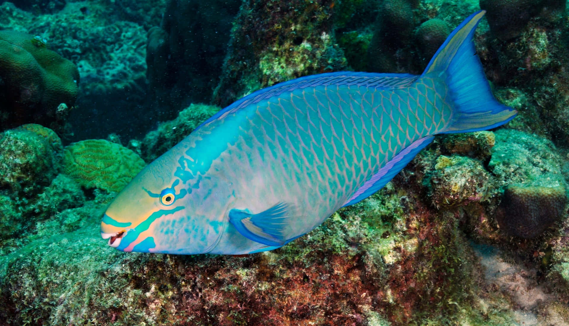 Vibrant Parrotfishin Coral Reef Wallpaper