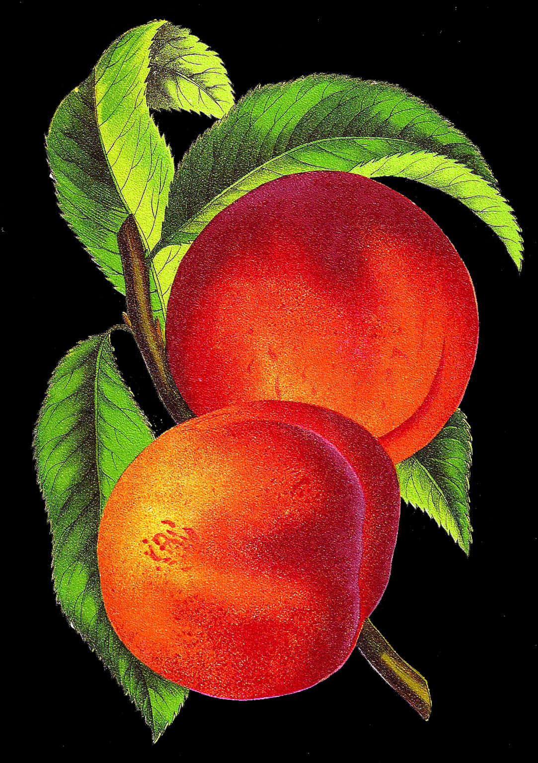 Vibrant Peaches Artwork PNG