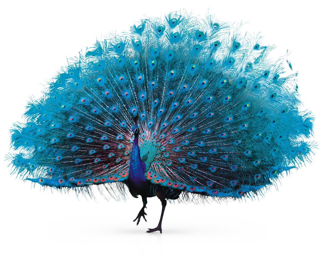 Vibrant Peacock Display PNG