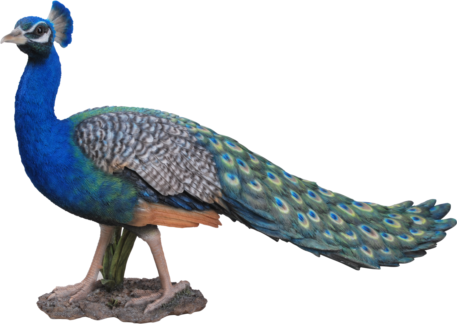 Vibrant Peacock Displaying Plumage PNG