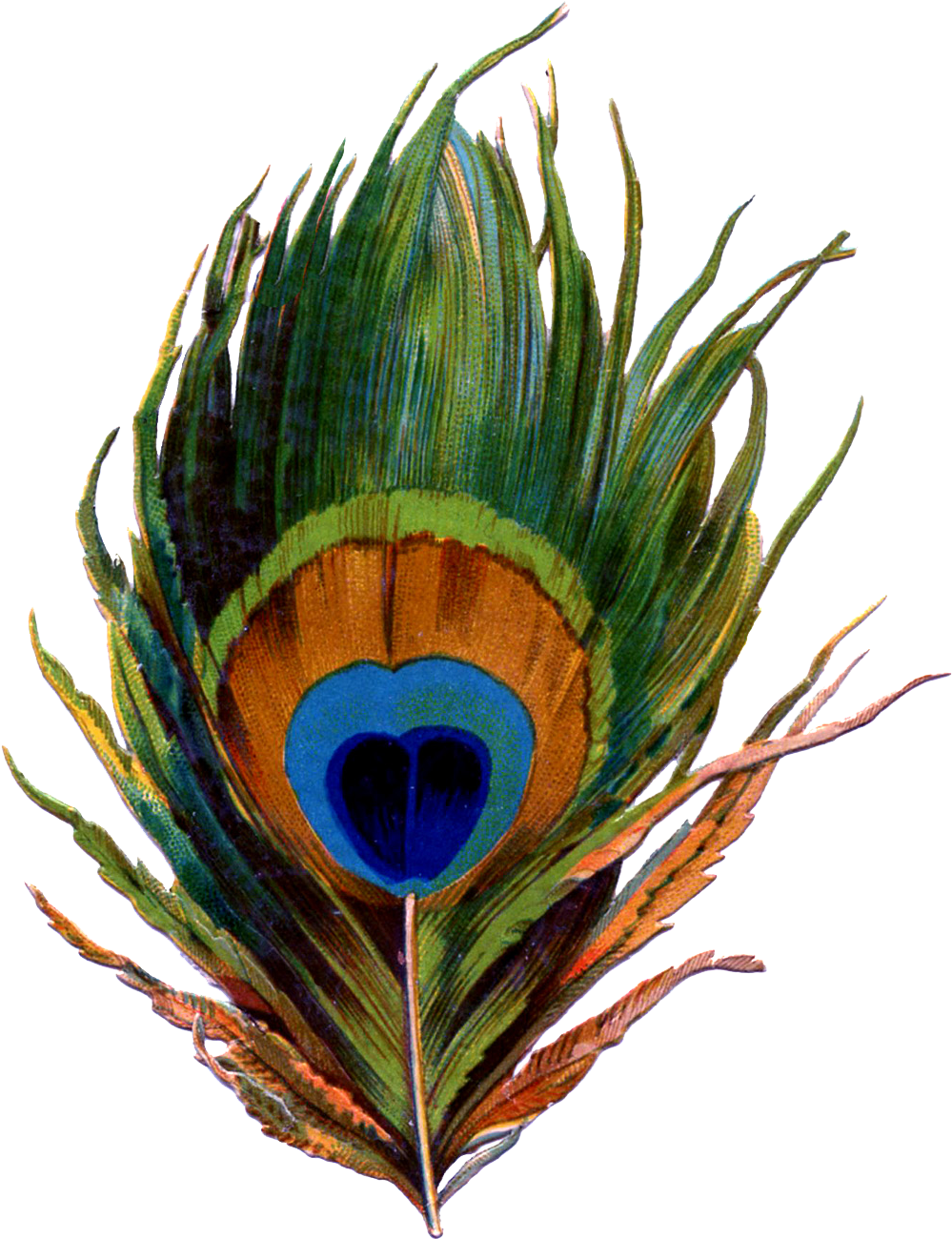 Vibrant Peacock Feather Artwork PNG
