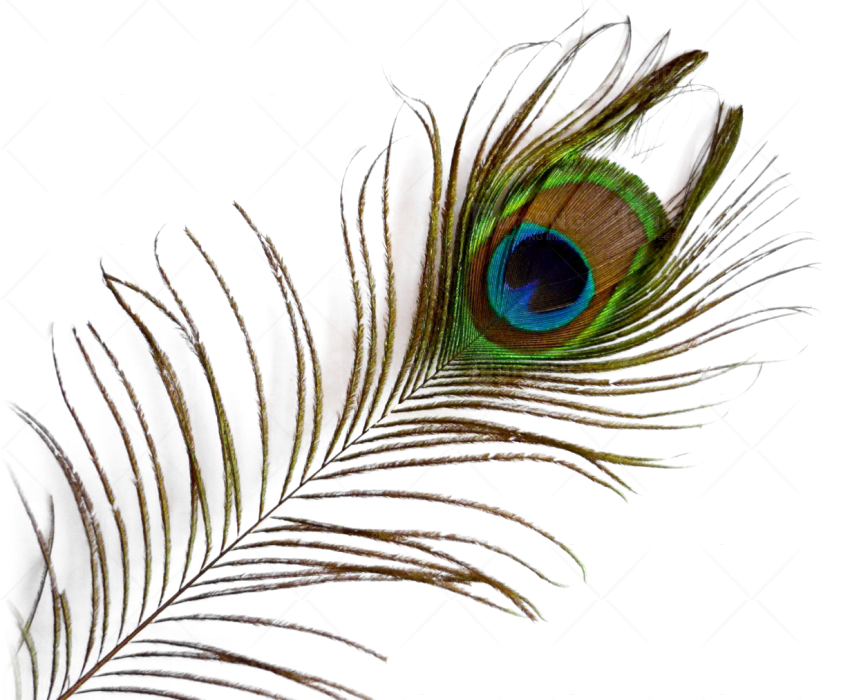 Vibrant Peacock Feather Watermark PNG