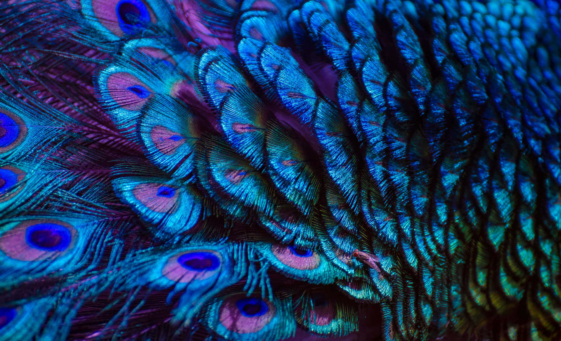 Vibrant Peacock Feathers Texture Wallpaper