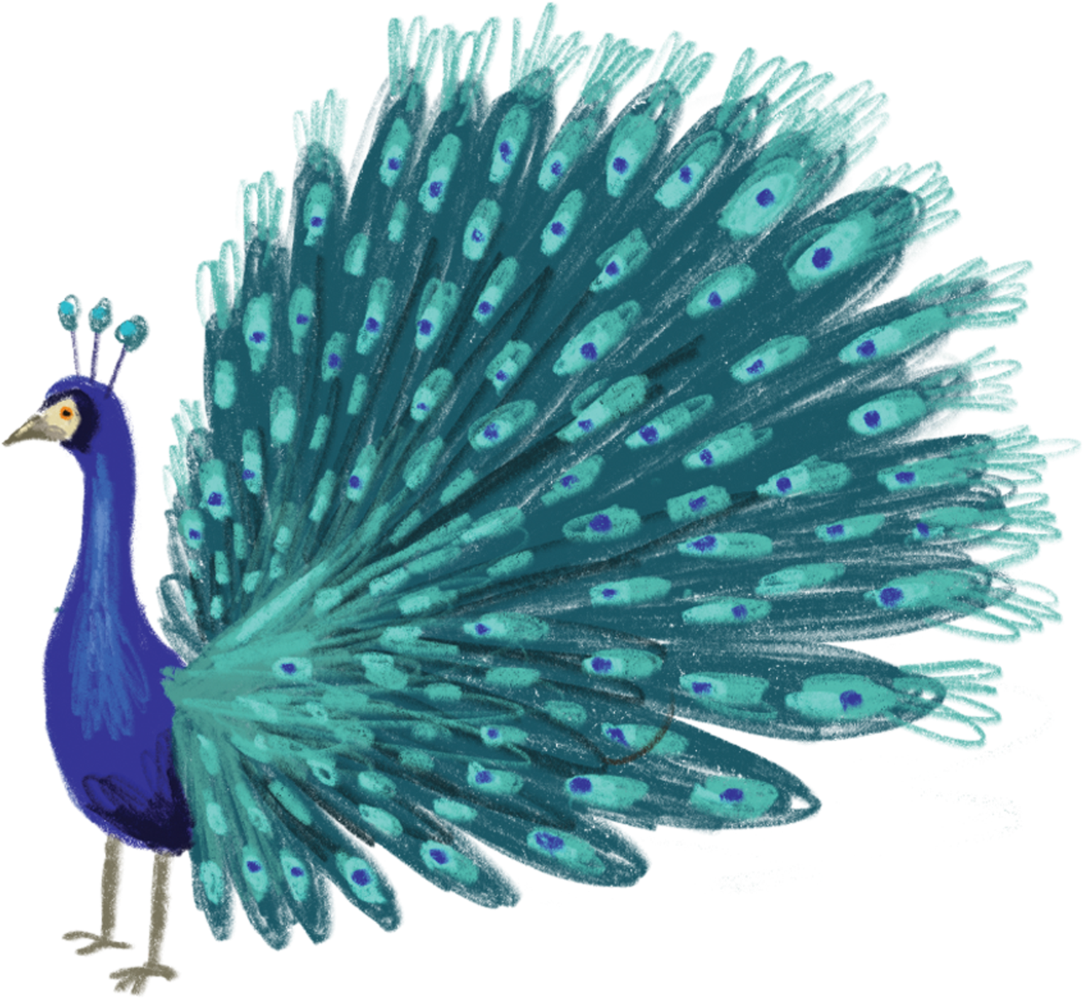 Vibrant Peacock Illustration PNG