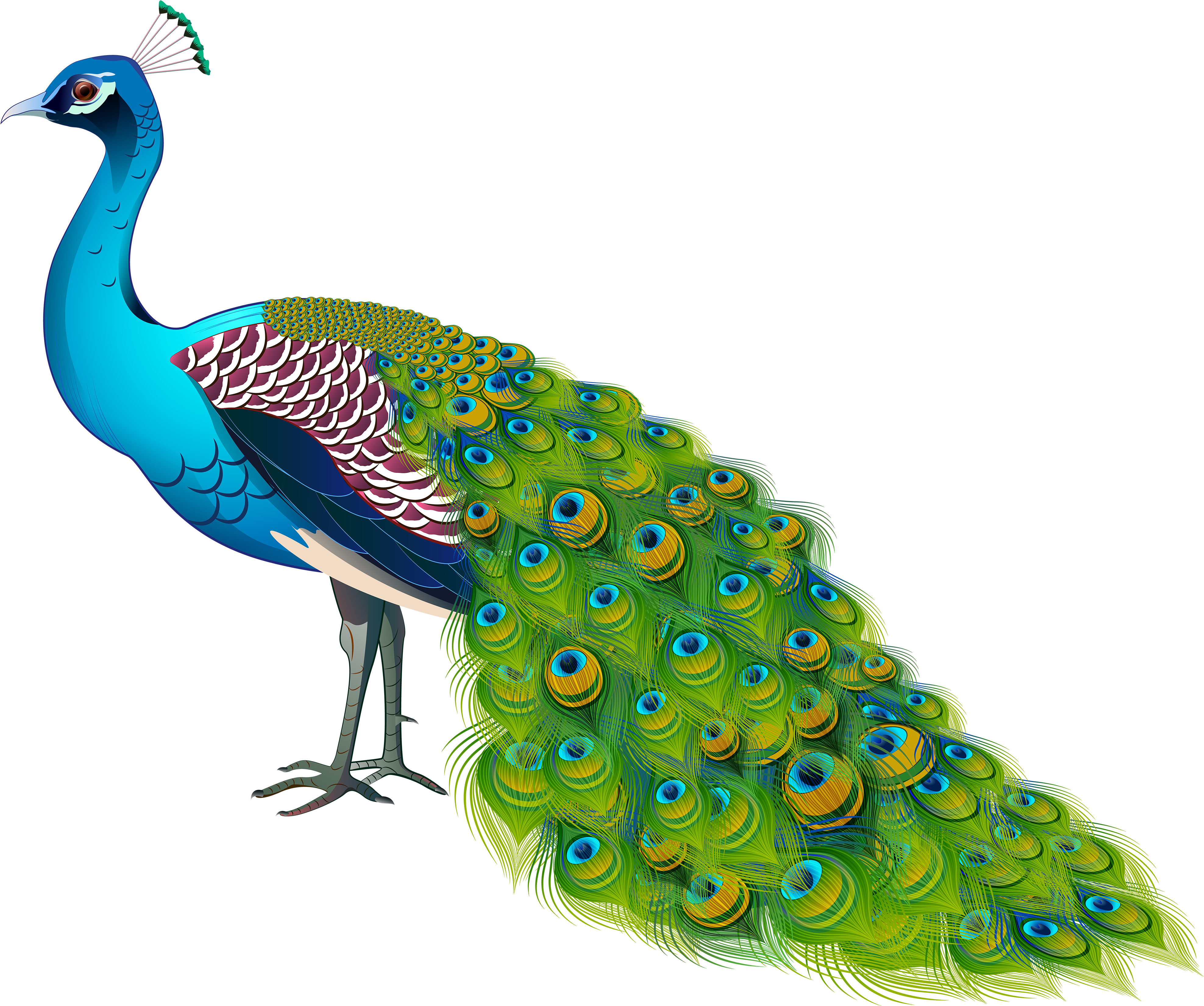 Vibrant Peacock Illustration PNG