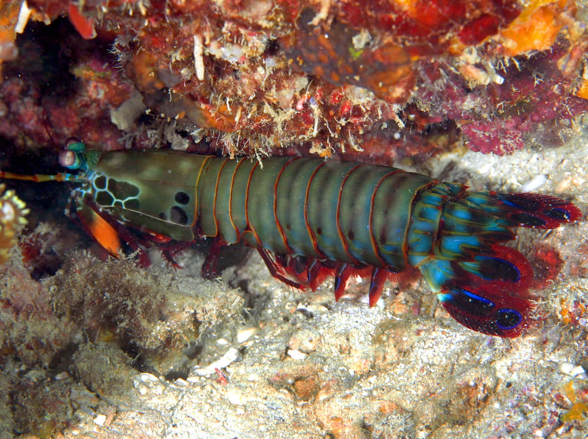 Vibrant Peacock Mantis Shrimp Wallpaper