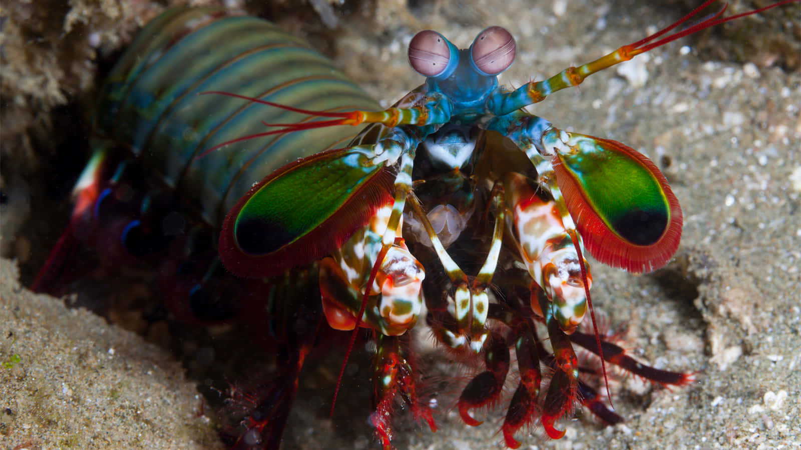 Vibrant Peacock Mantis Shrimp Caught In Action Wallpaper
