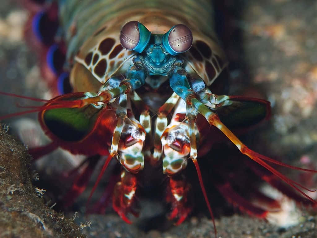 Vibrant Peacock Mantis Shrimp In Its Natural Habitat Wallpaper