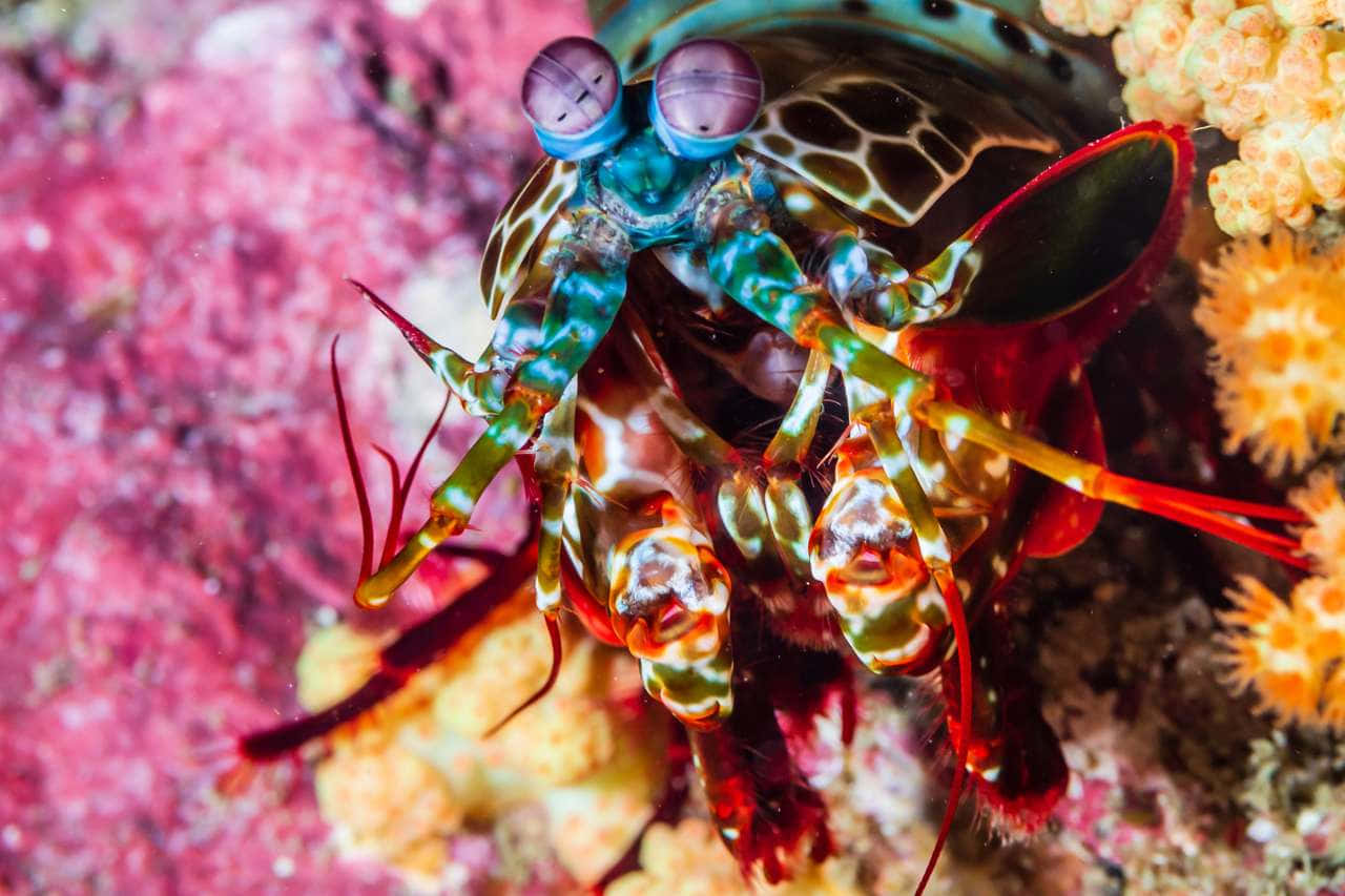 Vibrant Peacock Mantis Shrimp Wallpaper