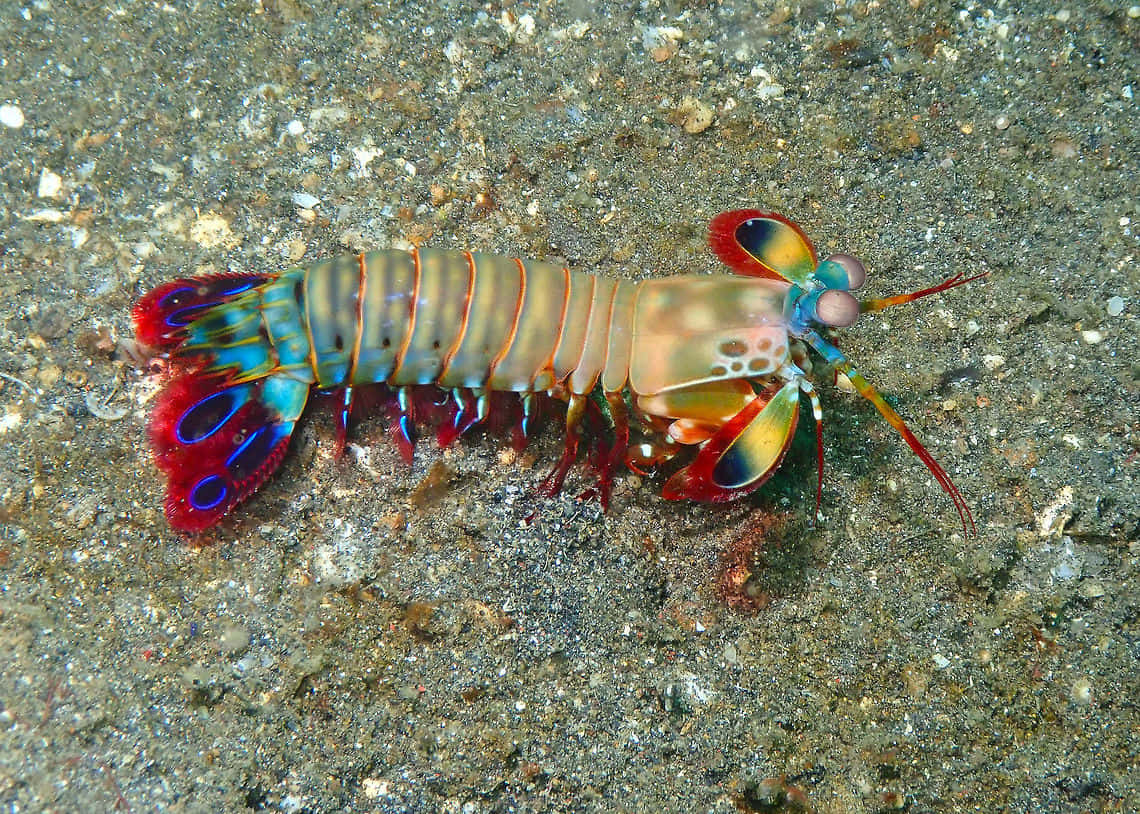 Vibrante Pauw Mantis Garnaal Achtergrond