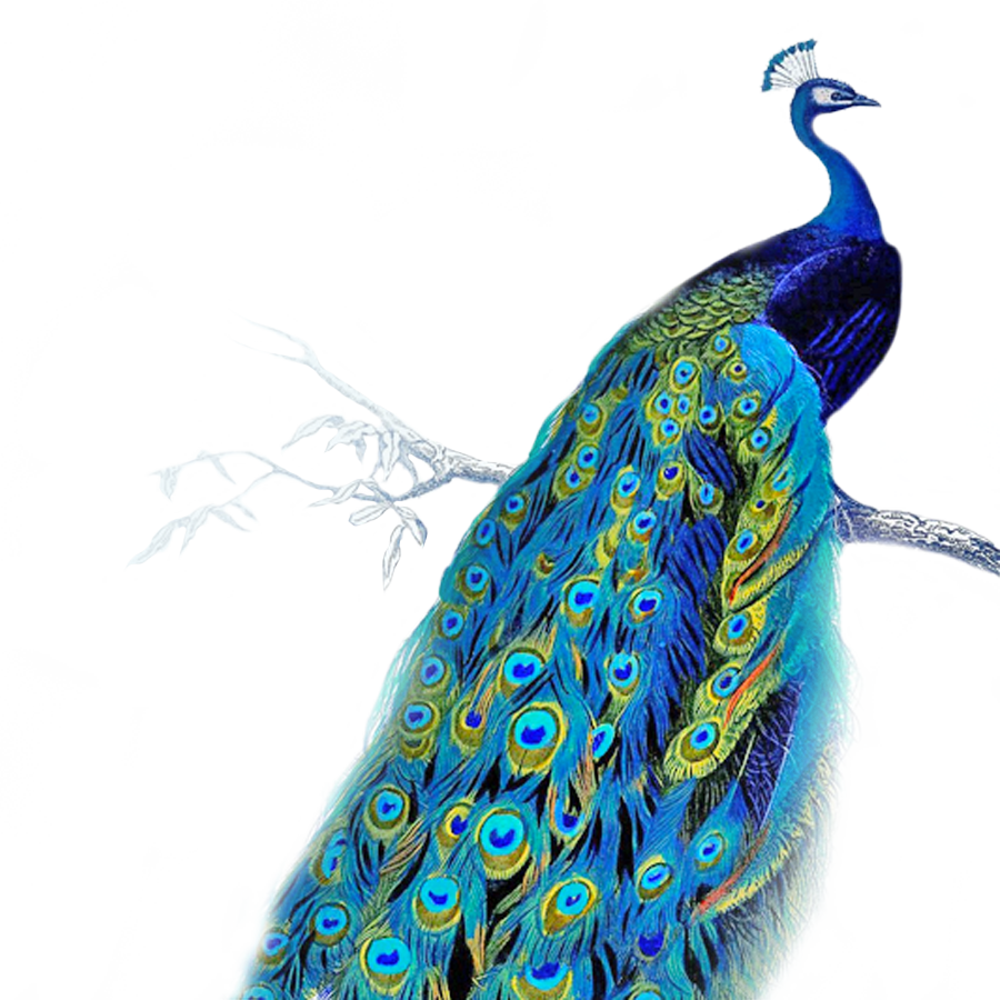 Vibrant Peacockon Branch PNG