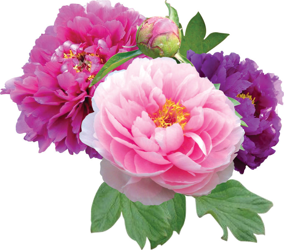Vibrant Peony Blooms Transparent Background.png PNG