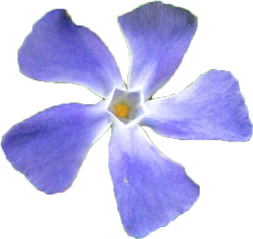 Vibrant Periwinkle Flower.png PNG