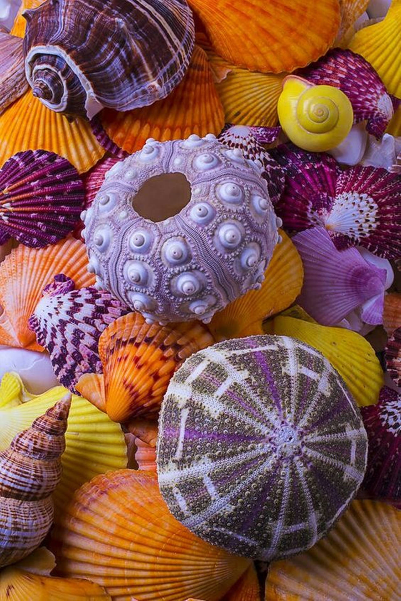 Vibrant Pile Of Sea Urchin Shells Wallpaper