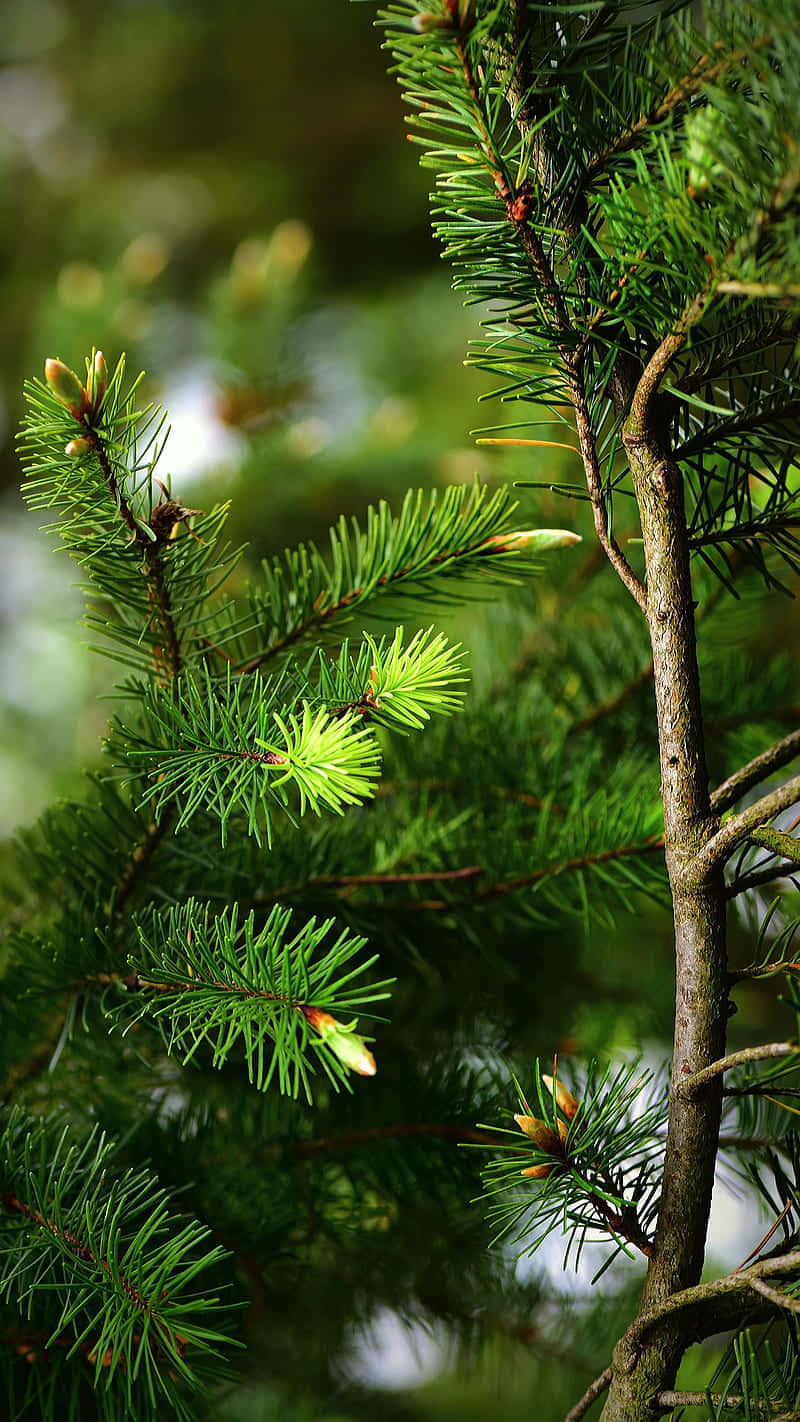 Vibrant Pine Branches.jpg Wallpaper