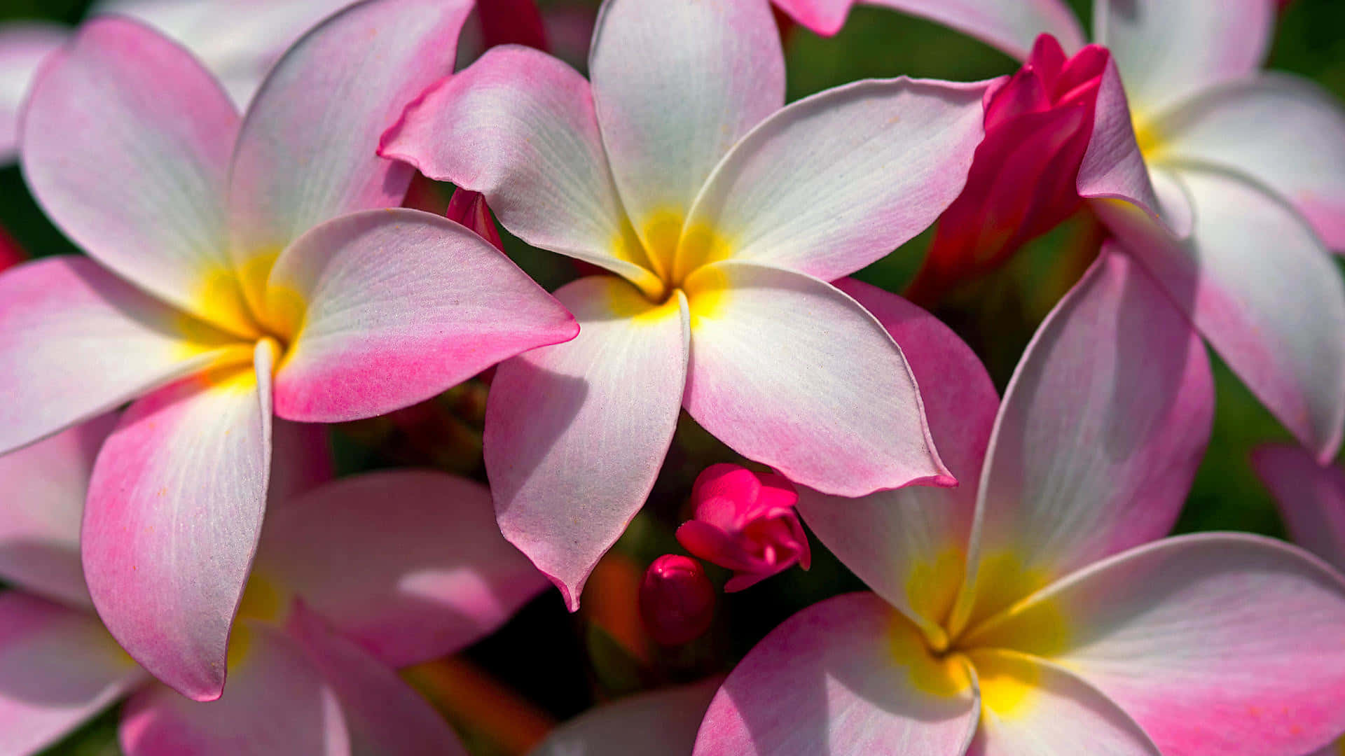 Vibrant_ Pink_and_ Yellow_ Pumeria_ Blossoms Wallpaper