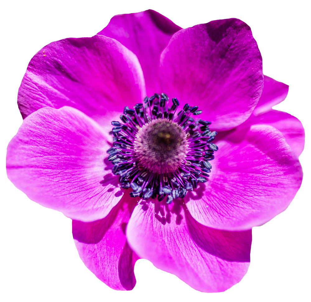 Vibrant Pink Anemone Flower.png PNG