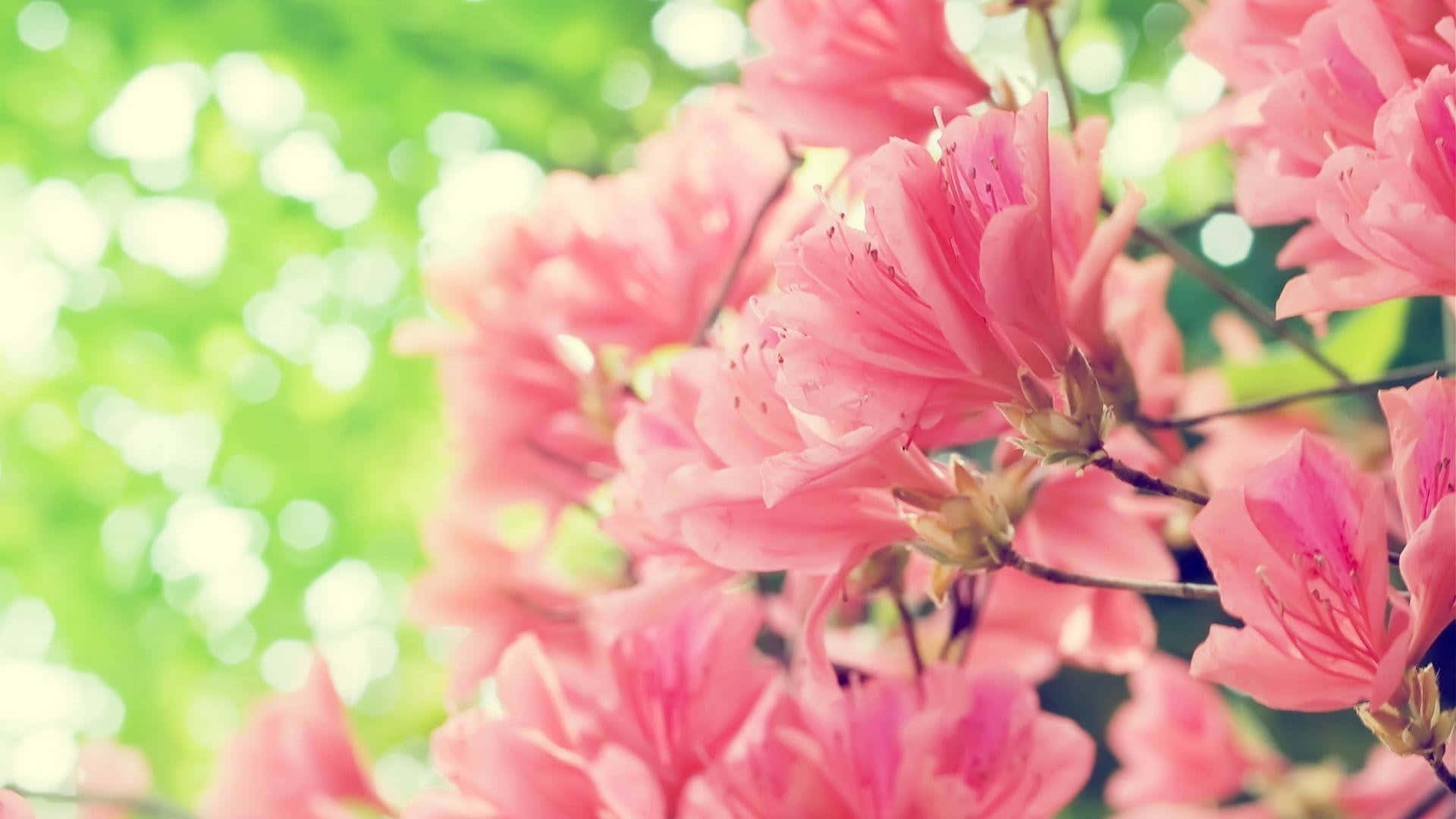 Vibrant_ Pink_ Azaleas_ Spring_ Bloom Wallpaper