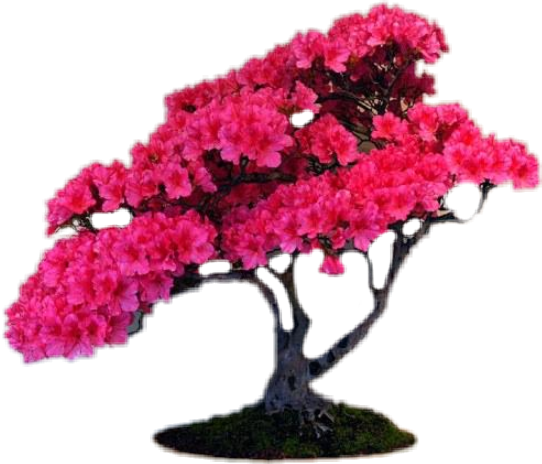 Vibrant Pink Bonsai Tree PNG