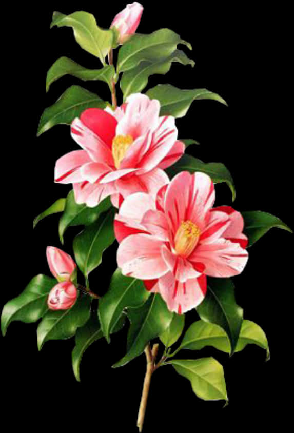 Vibrant Pink Camellia Branch PNG