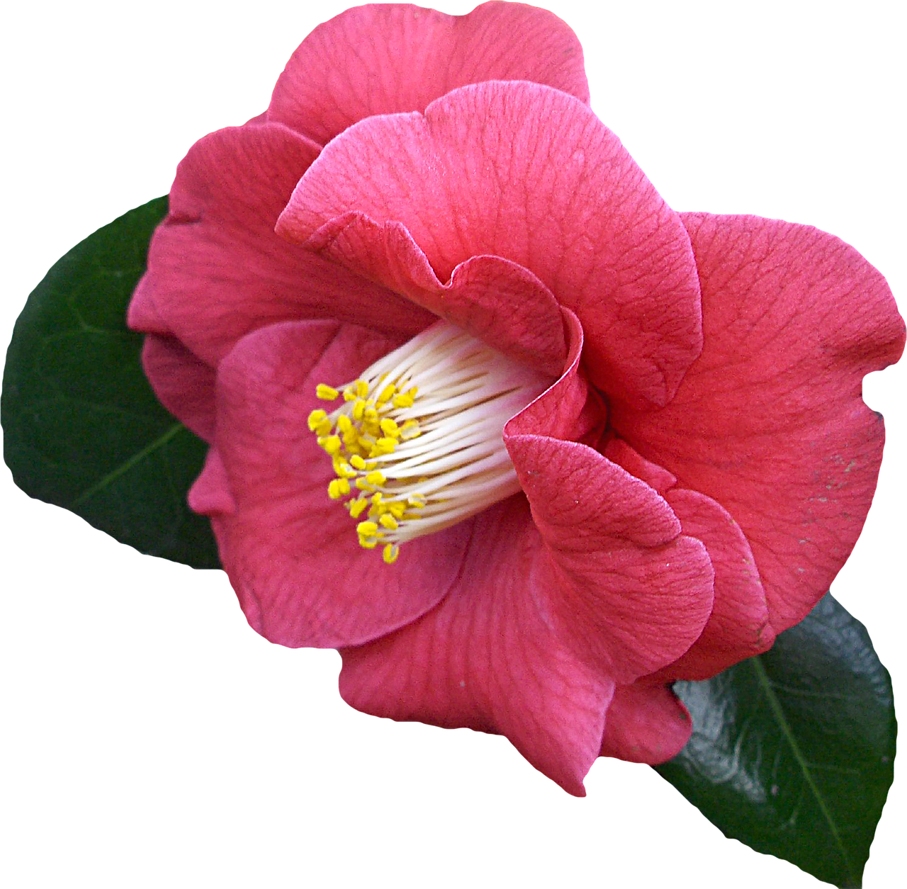 Vibrant Pink Camellia Flower PNG