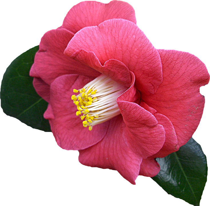 Vibrant Pink Camellia Flower.png PNG