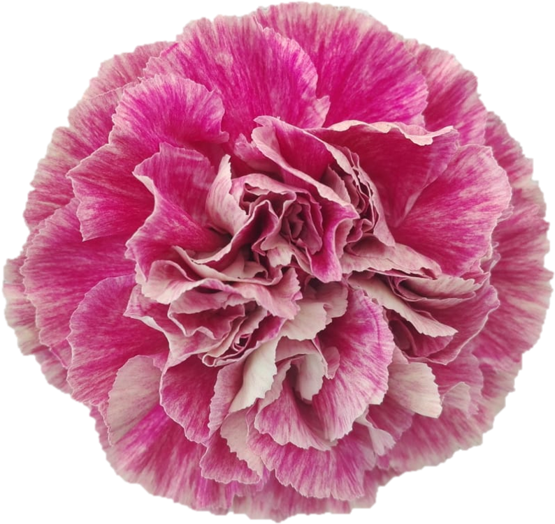 Vibrant Pink Carnation Flower.png PNG