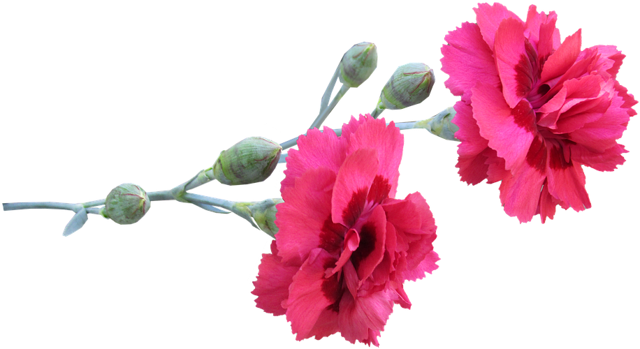 Vibrant Pink Carnations Transparent Background PNG
