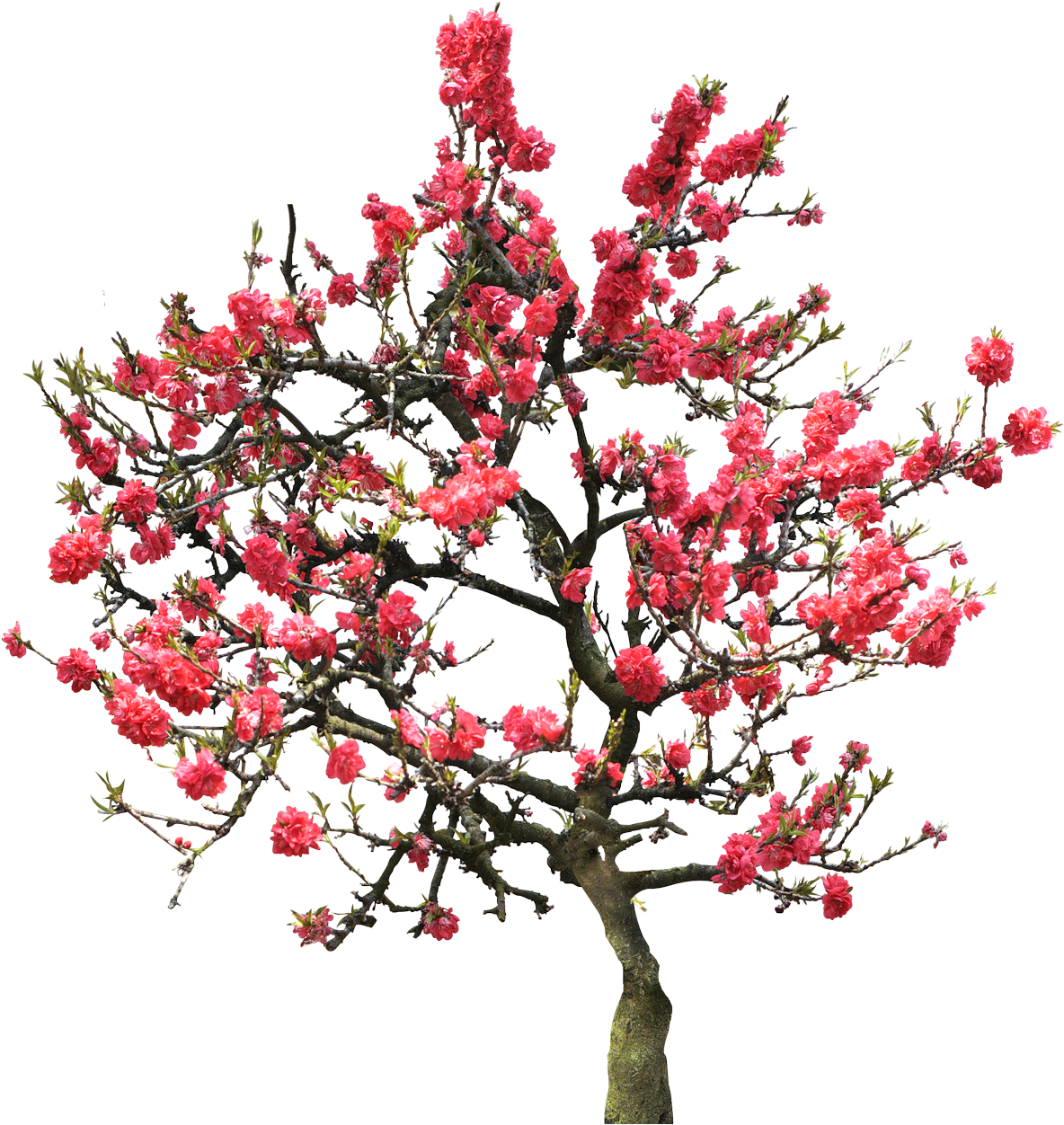 Vibrant Pink Cherry Blossom Tree PNG