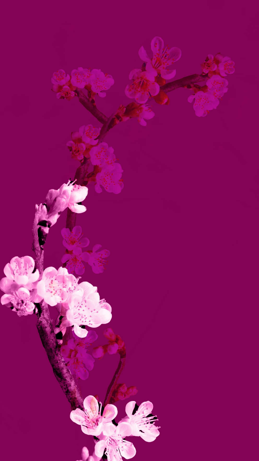 Vibrant Pink Cherry Blossoms Wallpaper