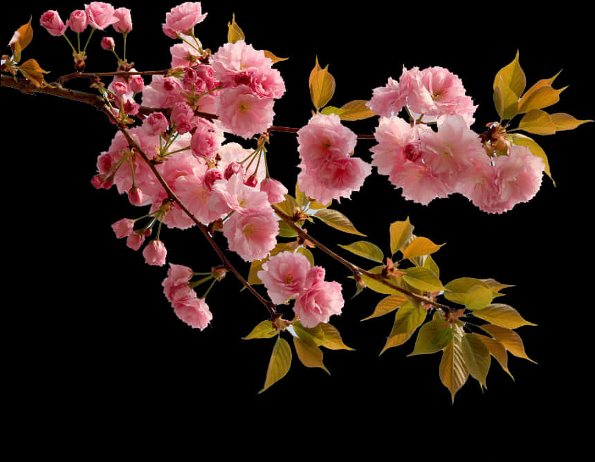 Vibrant Pink Cherry Blossoms Branch PNG