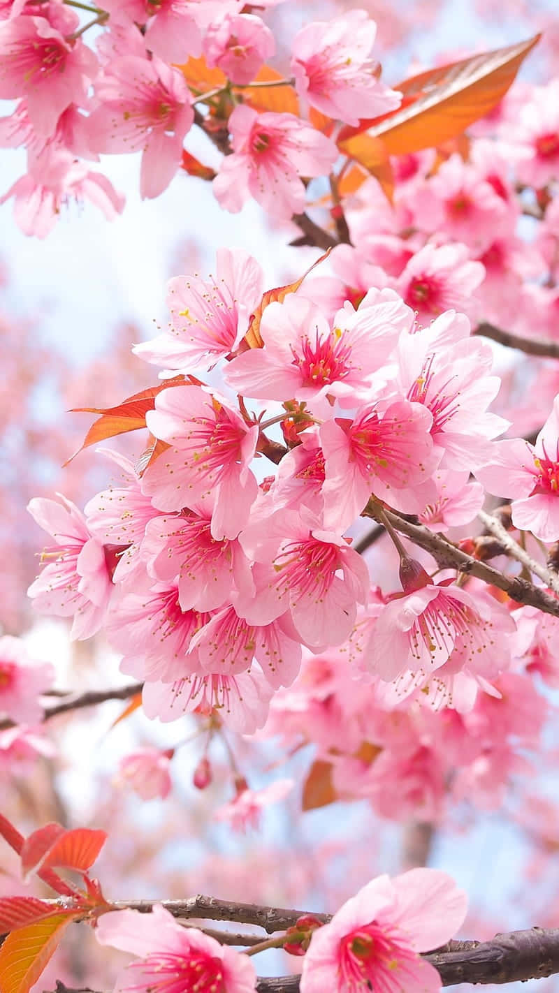 Vibrant_ Pink_ Cherry_ Blossoms_ Closeup.jpg Wallpaper