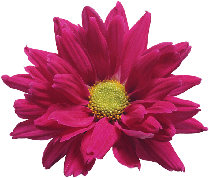 Vibrant Pink Chrysanthemum Flower PNG