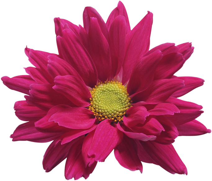 Download Vibrant Pink Chrysanthemum Flower | Wallpapers.com