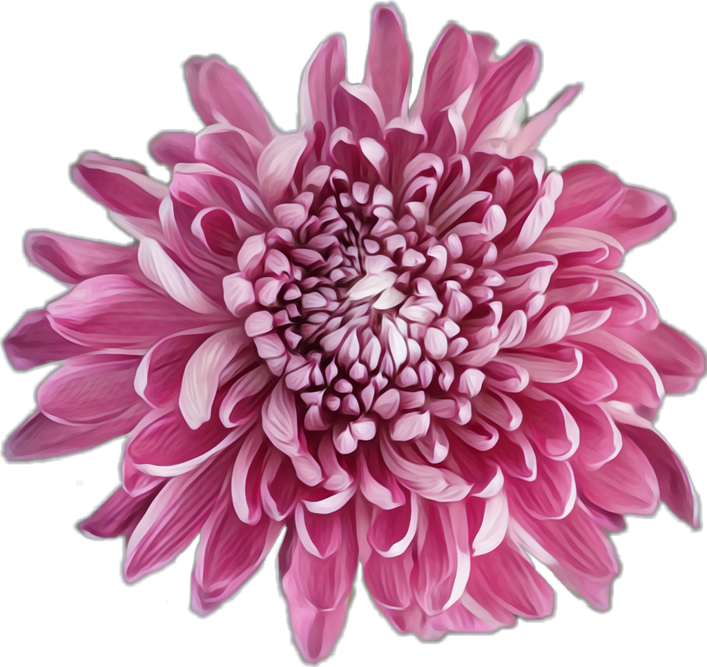 Download Vibrant Pink Chrysanthemum Flower | Wallpapers.com