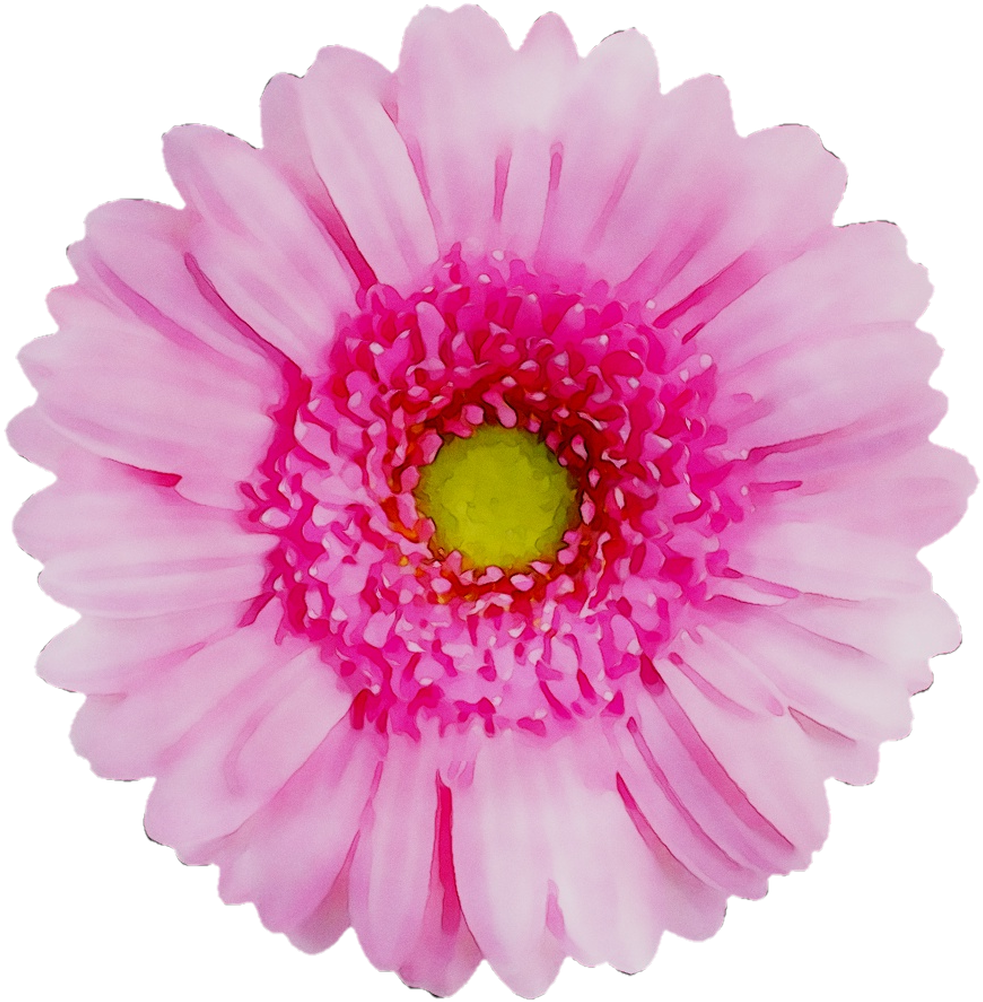 Vibrant Pink Chrysanthemum Flower PNG