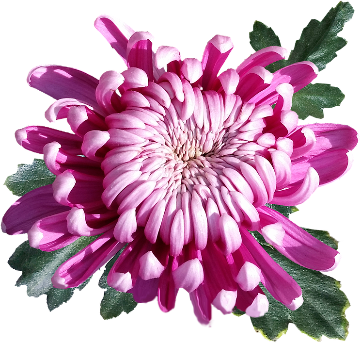 Vibrant Pink Chrysanthemum Flower.png PNG