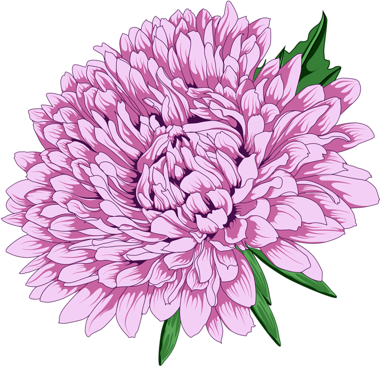Vibrant Pink Chrysanthemum Illustration PNG