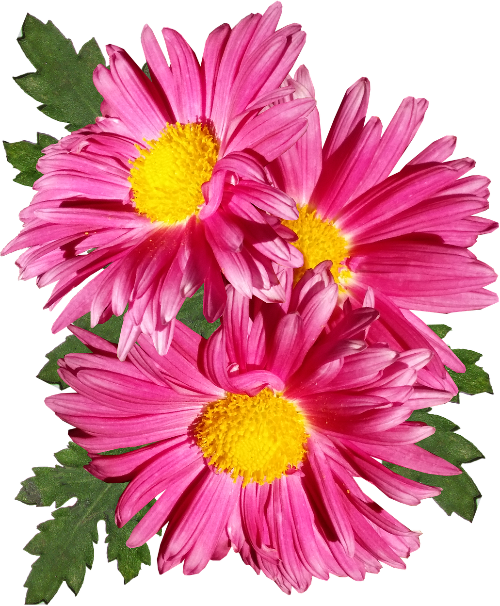 Vibrant Pink Chrysanthemums PNG