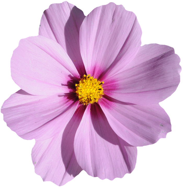 Vibrant Pink Cosmos Blossom PNG