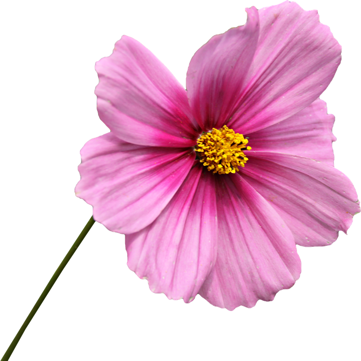 Vibrant Pink Cosmos Flower.png PNG