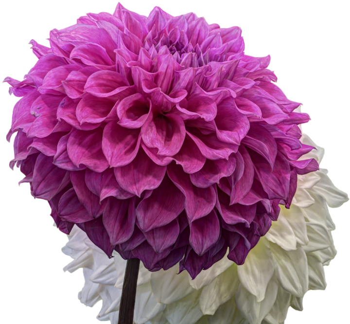 Vibrant Pink Dahlia Flower PNG