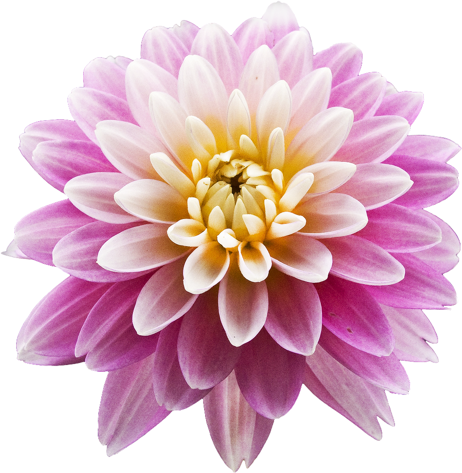 Download Vibrant Pink Dahlia Flower | Wallpapers.com